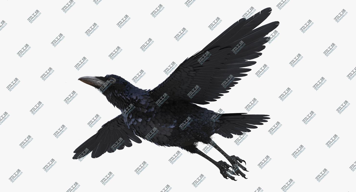images/goods_img/2021040162/Common Raven Rigged 3D model/2.jpg